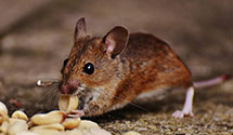 24 Hour & Emergency Exterminators in Merrionett Pk, IL